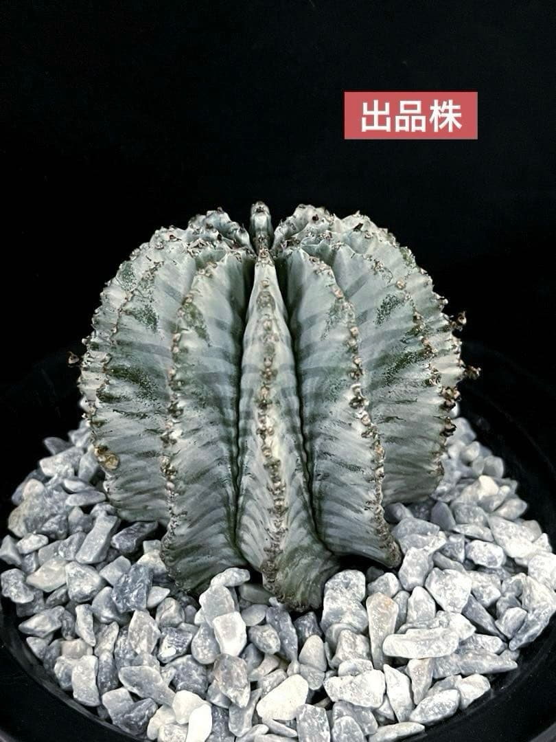 ユーフォルビアホリダ 金子アルバ 親株 極選抜