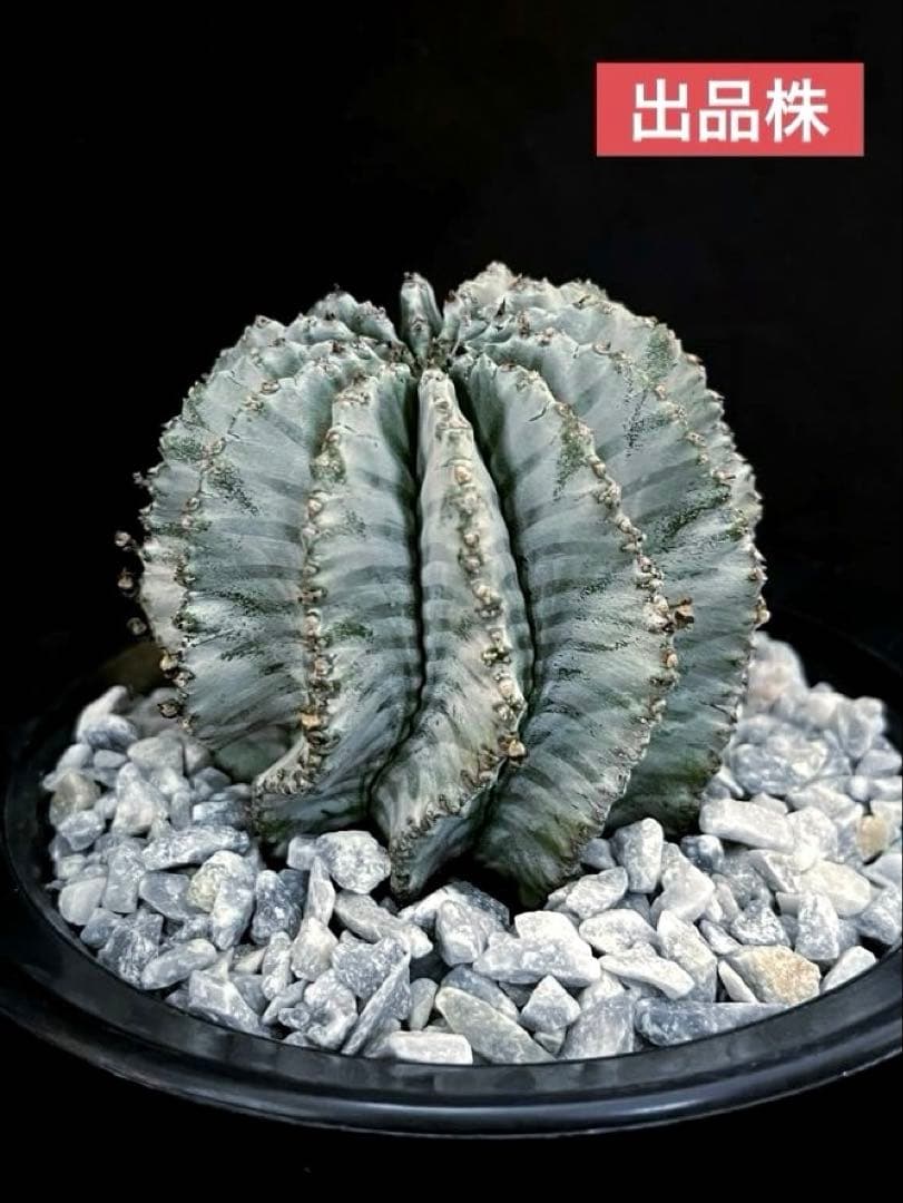 ユーフォルビアホリダ 金子アルバ 親株 極選抜