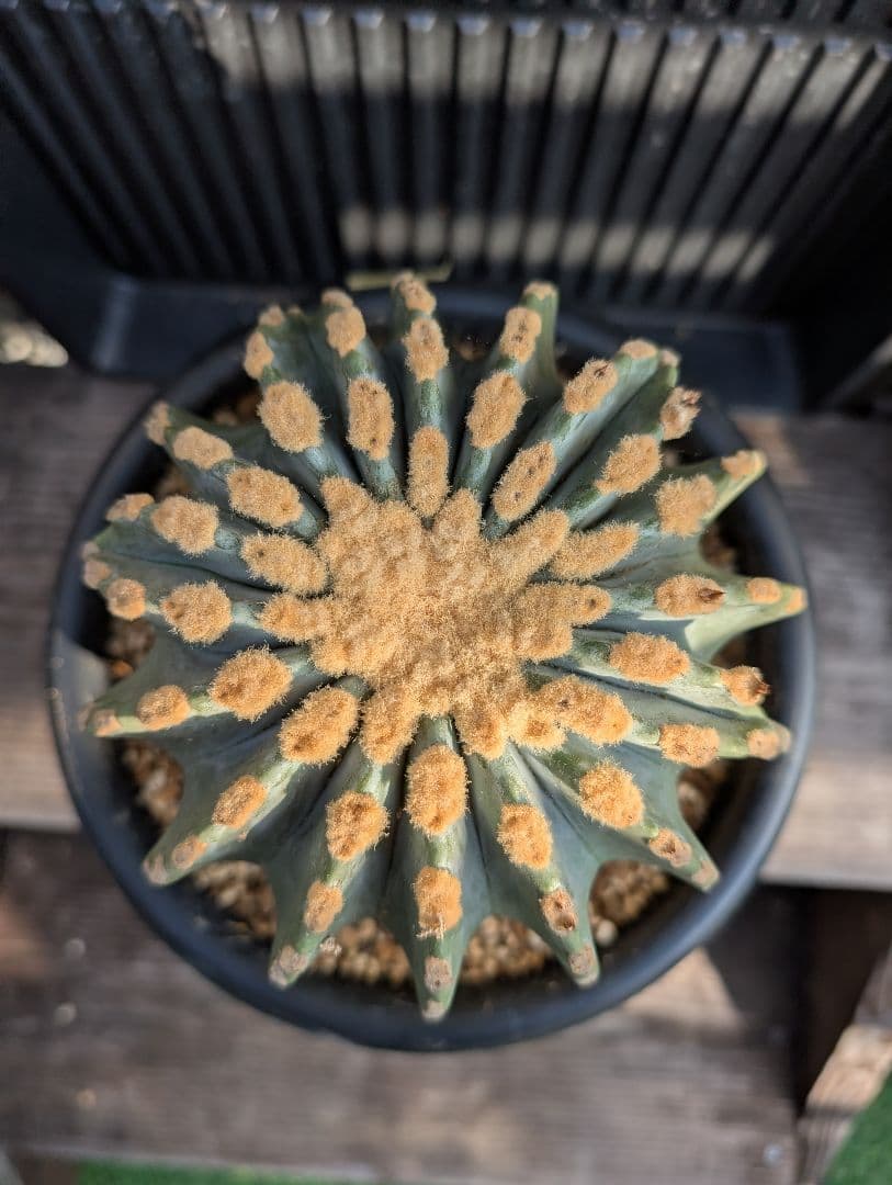 【Omc Labo】極上5 2株セット　フェロカクタス刺無王冠竜　希少 サボテン