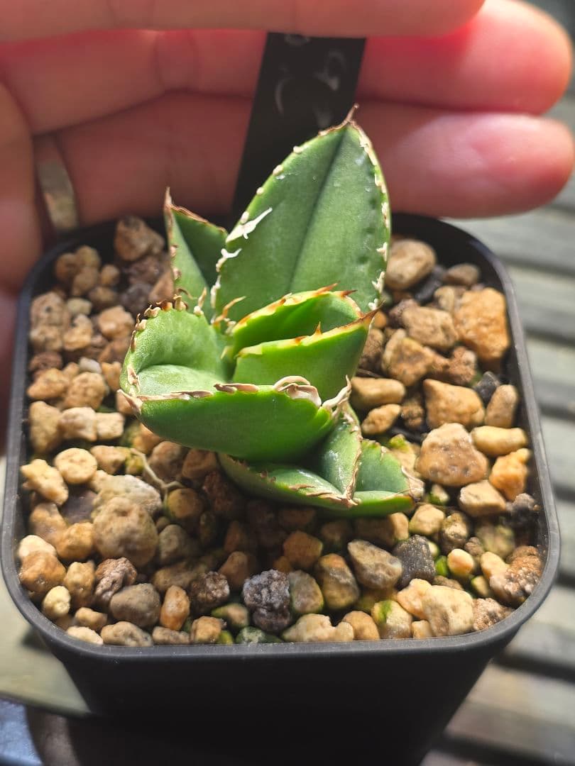 【子株販売】 アガベ コック agave titanota cok CG-01