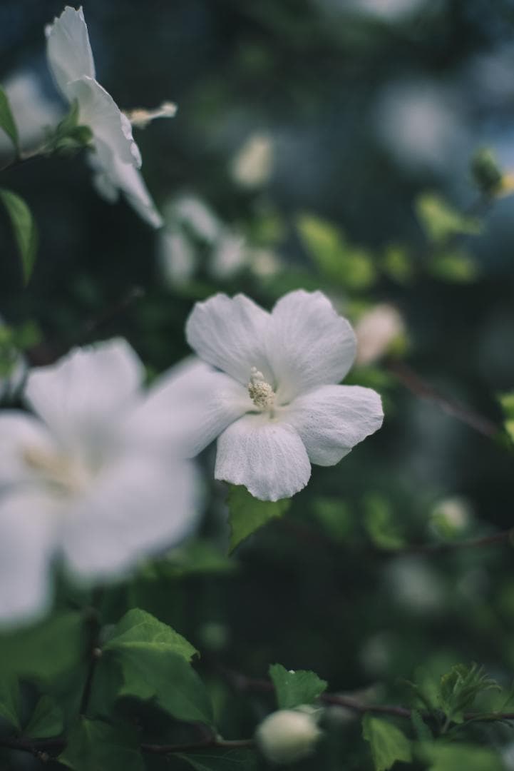 夜と言う名のレンズ Voigtlander NOKTON 50mm F1.1