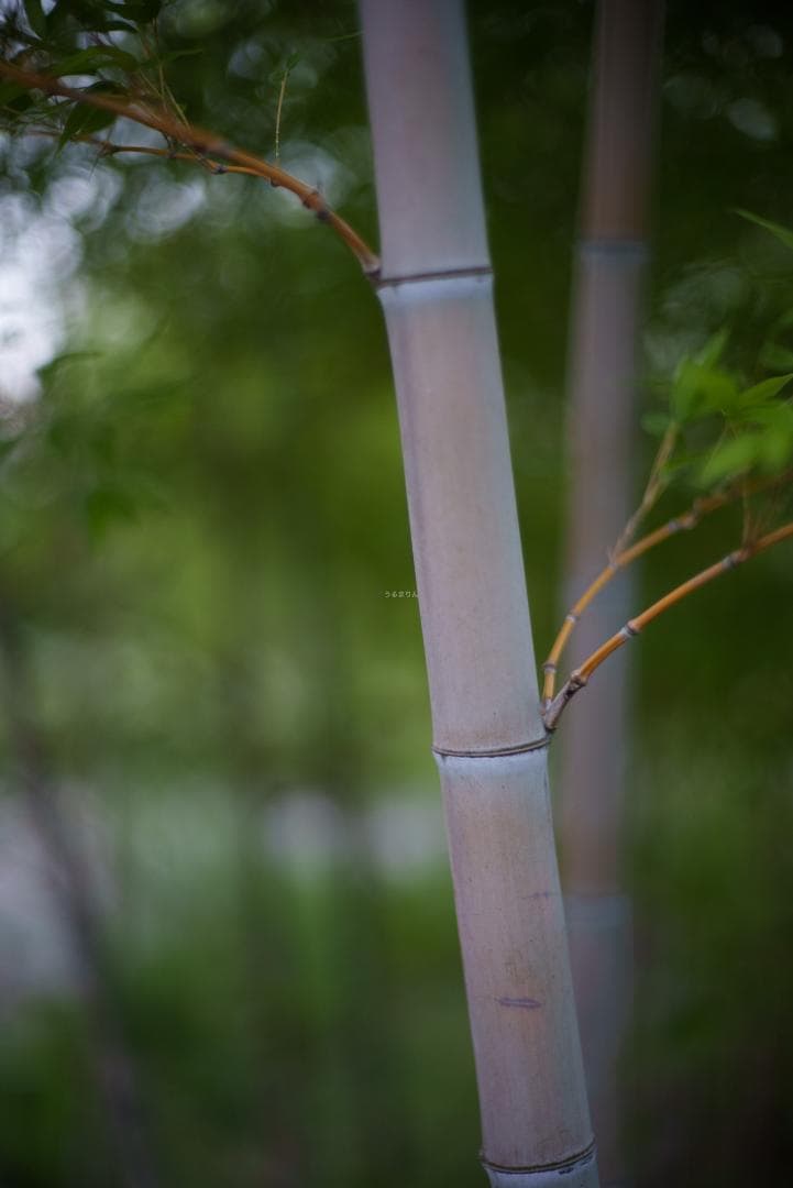 夜と言う名のレンズ Voigtlander NOKTON 50mm F1.1