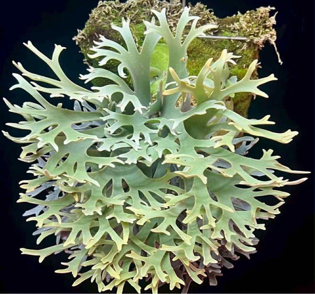 H*N様 P.willinckii Yellow moon dwarf