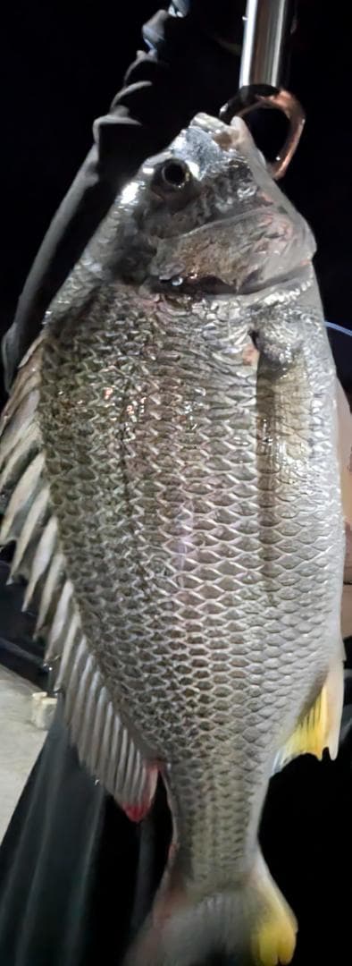 シマノ(SHIMANO) スピニングリール 24 ヴァンフォード 各種*