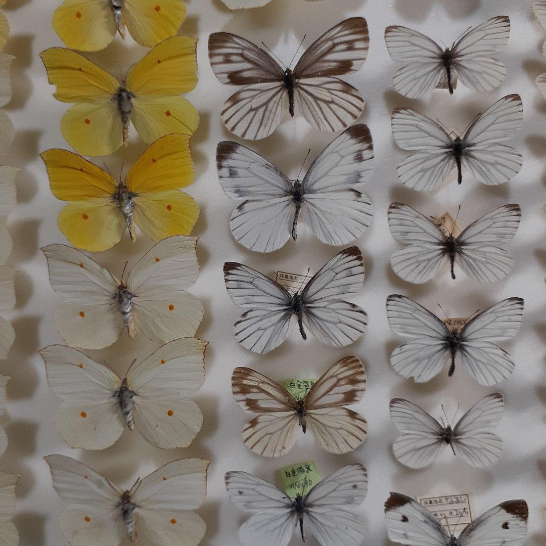 蝶標本　シロチョウ、ヒカゲチョウ類ほか20種156頭、大型ドイツ標本箱二箱入り