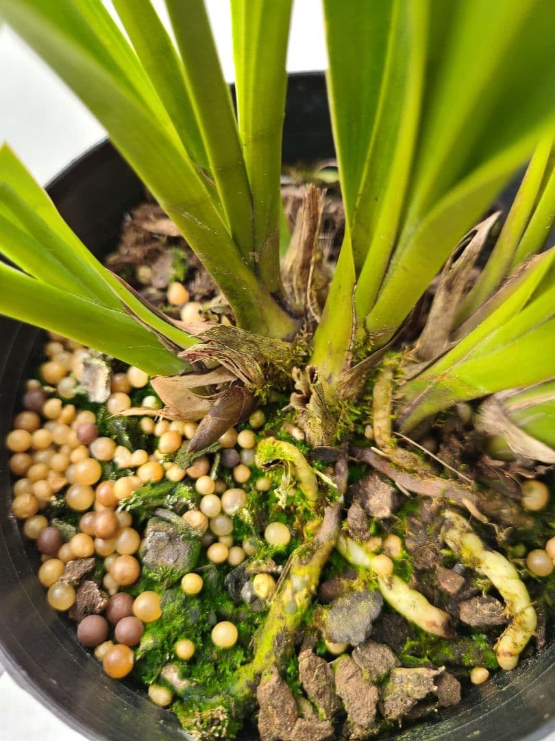 4寸。ミスマフェット。花芽合計19個。5鉢セット。蜜蜂誘引蘭。日本蜜蜂