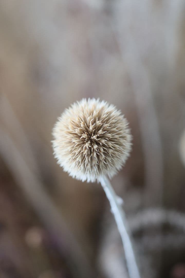 LZOS INDUSTAR-61 L/Z-MC 50mm F2.8 【光学美品】