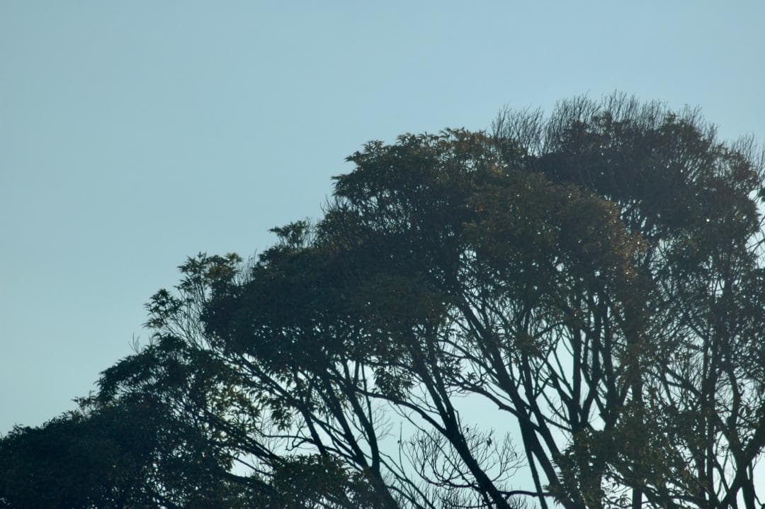 TAMRON AF LD 200-400mm F5.6 Nikon Fマウント