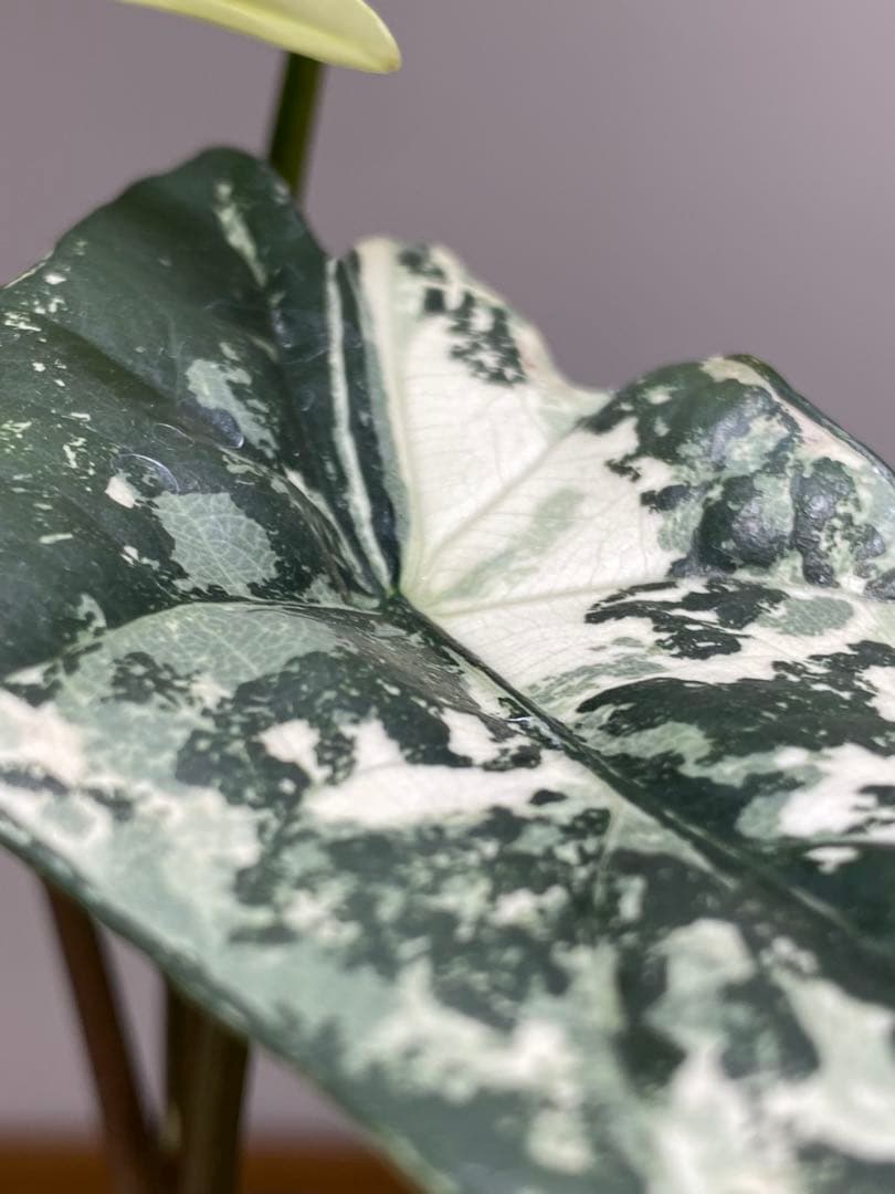 レ*迎様 【超希少‼️美株✨】アロカシア　シンポ　アルボ　斑入り　白斑　レア　人