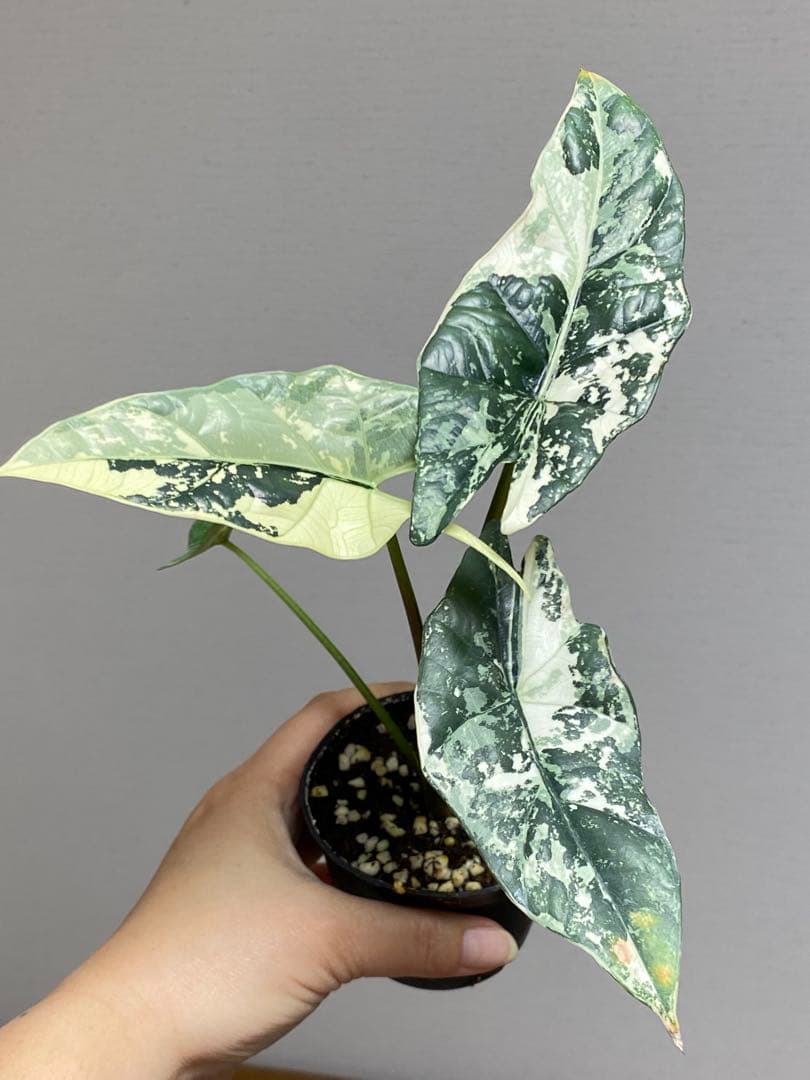 レ*迎様 【超希少‼️美株✨】アロカシア　シンポ　アルボ　斑入り　白斑　レア　人