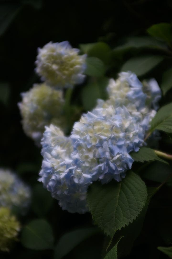 作例付き　RMC TOKINA 28-85mm F4 OM 管mpr