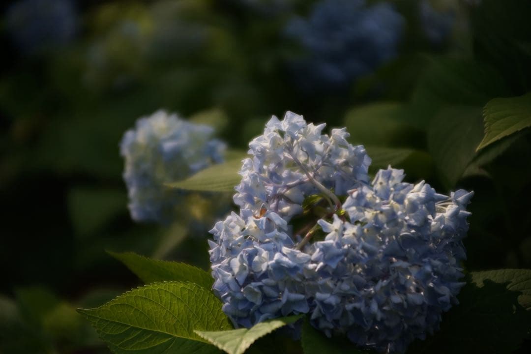 作例付き　RMC TOKINA 28-85mm F4 OM 管mpr