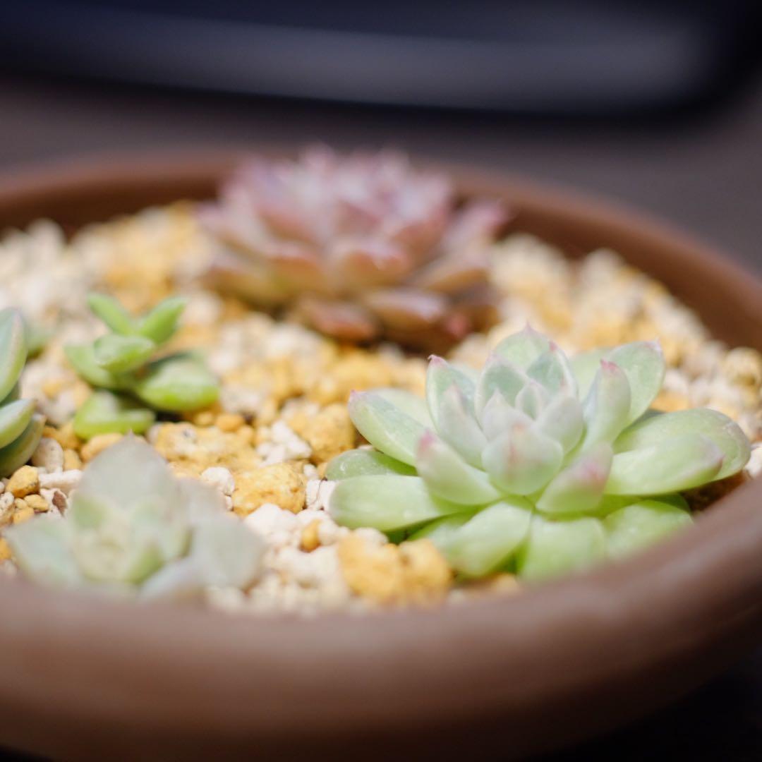 富士フイルム フジノン EBC 55mm F1.8 M42マウント 単焦点レンズ