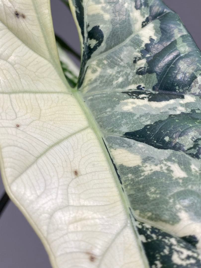 テ*ー様 【超希少‼️美株✨】アロカシア　シンポ　アルボ　斑入り　白斑　レア　人