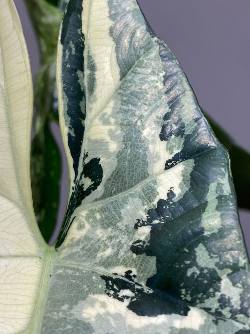 テ*ー様 【超希少‼️美株✨】アロカシア　シンポ　アルボ　斑入り　白斑　レア　人