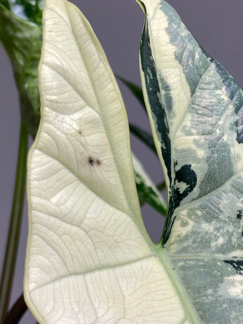 テ*ー様 【超希少‼️美株✨】アロカシア　シンポ　アルボ　斑入り　白斑　レア　人