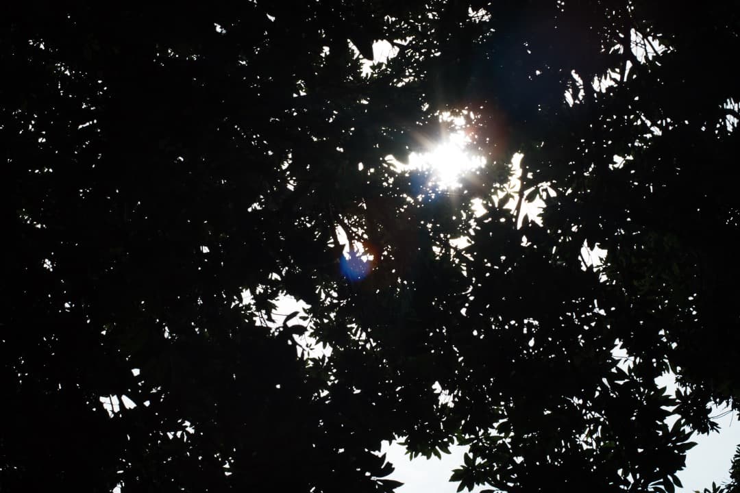 【鷹の目】MC-ROKKOR PG 58mm F1.2 後期 377