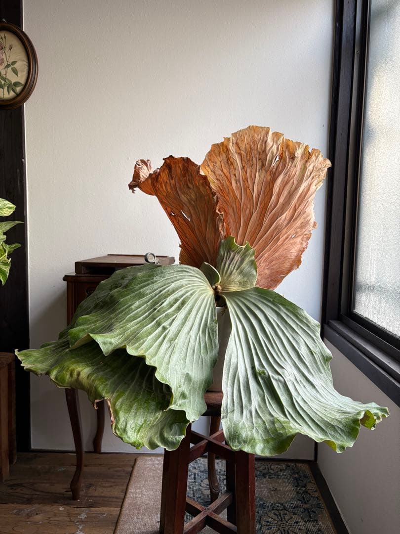 プラティセリウム エレファンティス ビカクシダ 6号鉢