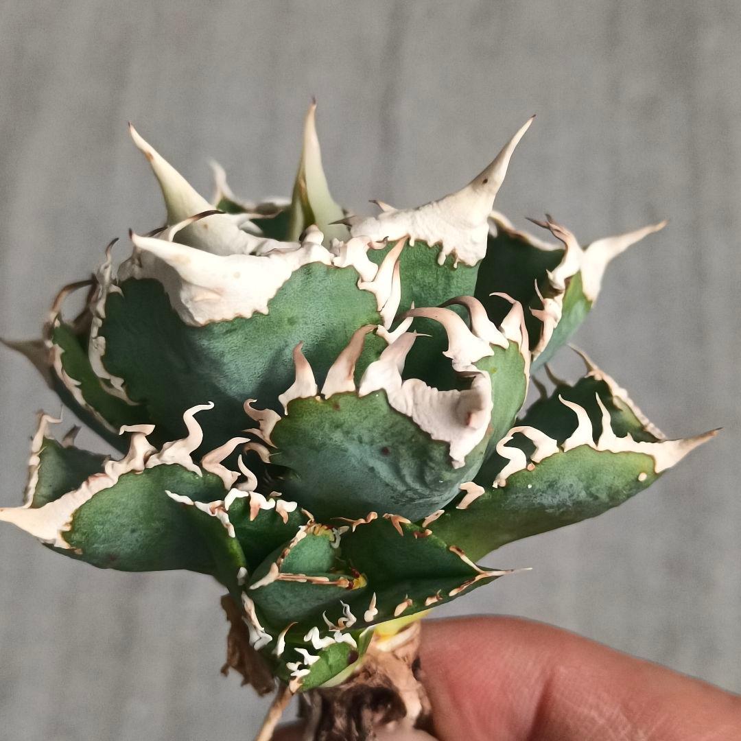 A032 特選 アガベチタノタ 大白鯊 強狂棘 極上白鋸歯 極上優良株 子株付