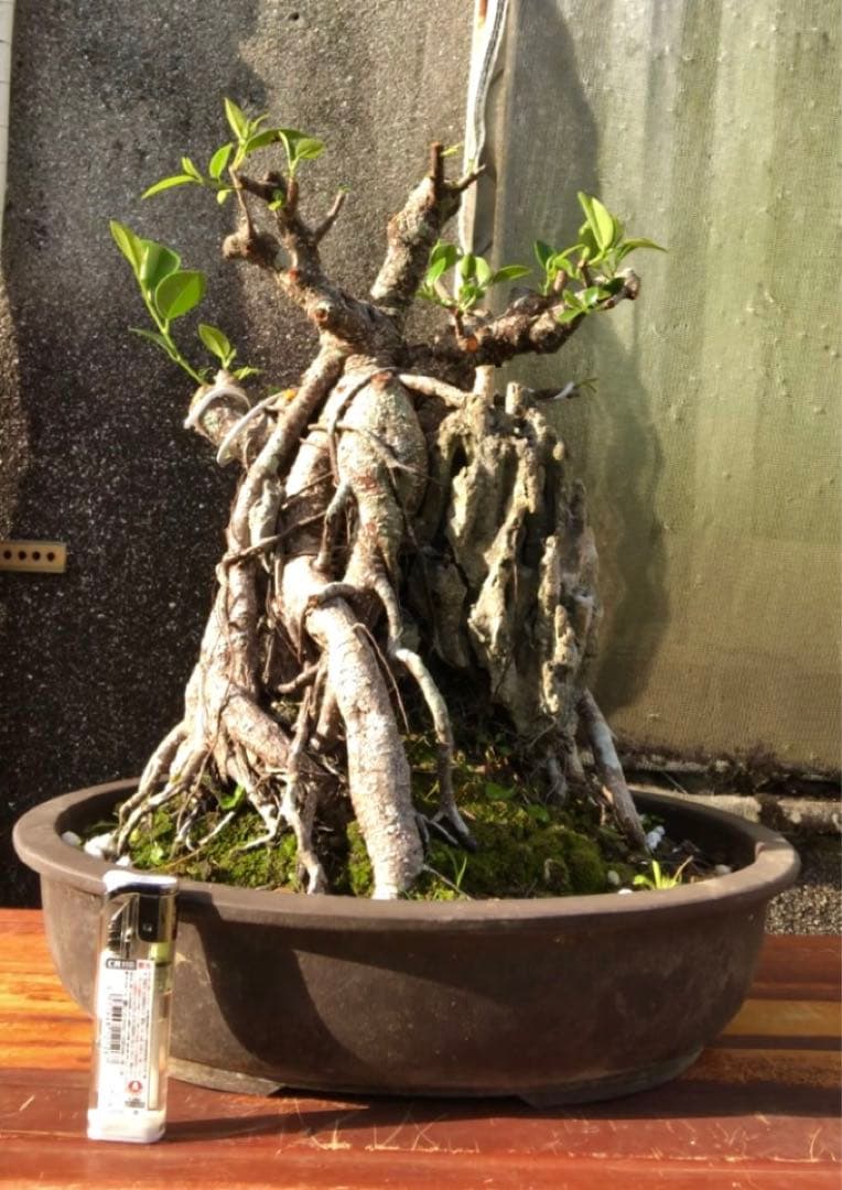 ガジュマル珊瑚石付き盆栽•持ち込み古い