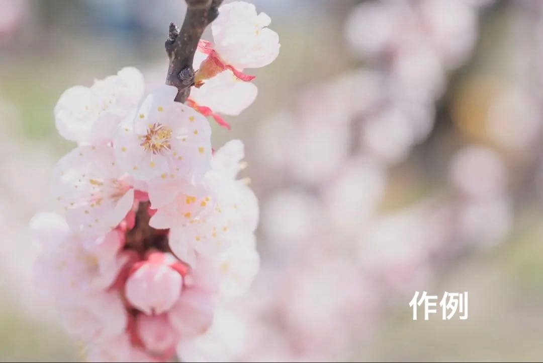 タイムセール⬜️Nikon Z 5 ボディ（即発送可能）⬜️