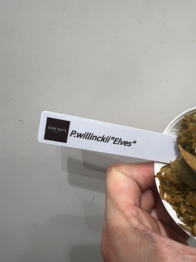 ビカクシダ P.willinckii ' Elves ' OC