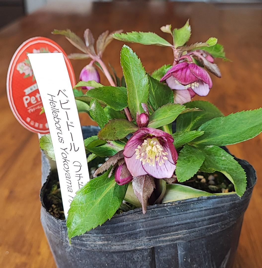 ベビードール★濃赤★クリスマスローズ★開花株★横山園芸