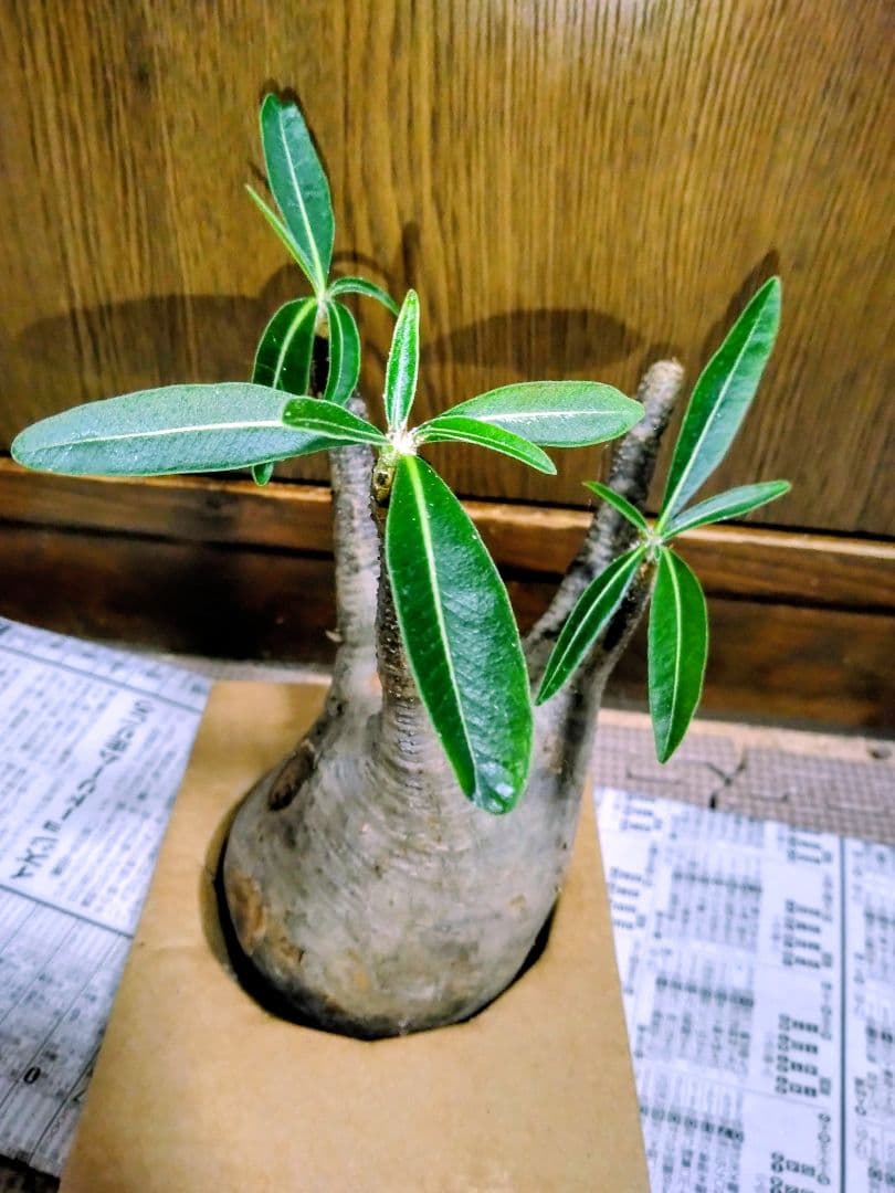 弱*店様 冬なのに元気な　グラキリスパキポディウム