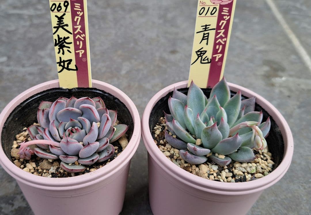 ミックスベリア　青鬼、美紫妃花芽付きセット　札付き　鉢ごと　おらいさん