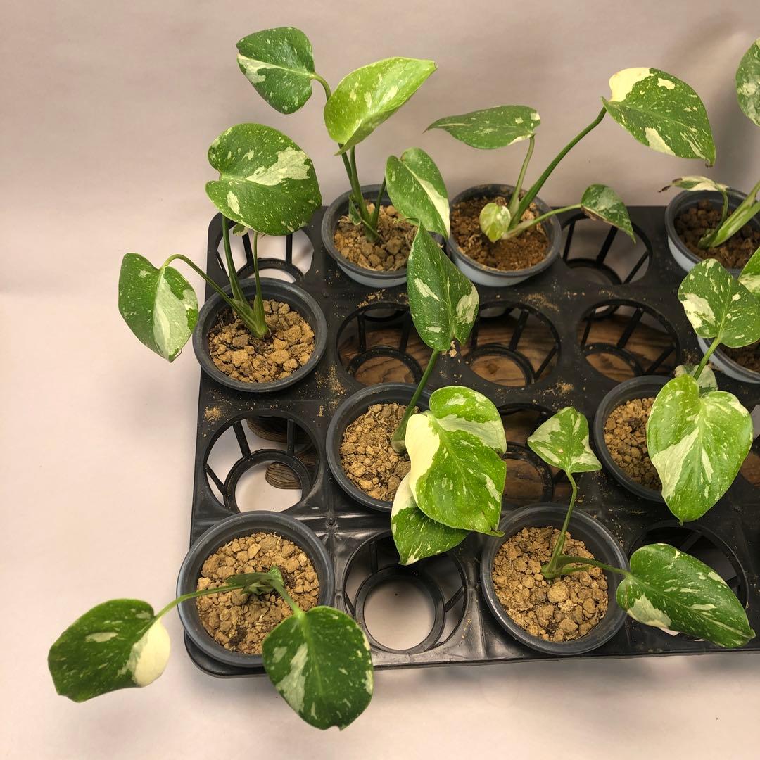 p*s様 10株セットms59【特別選抜】モンステラ・タイコンステレーション 斑