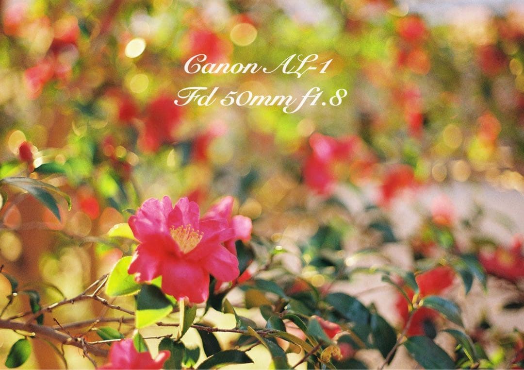 ★canon al-1★fd 50mm f1.8★完動品＊美品＊初期保証付き