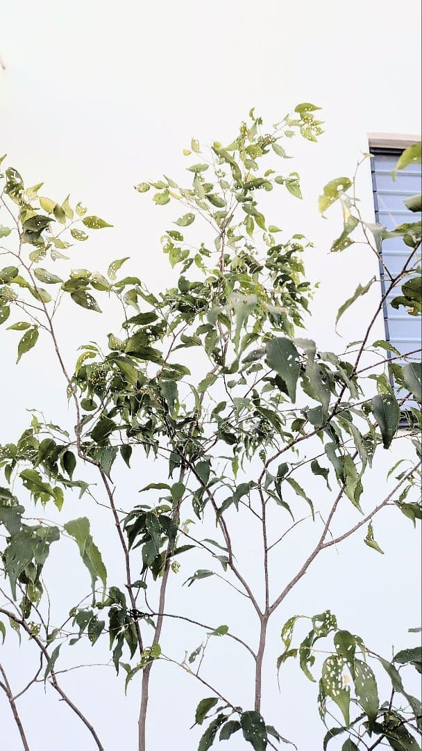 訳あり特価！山採りハイノキ。