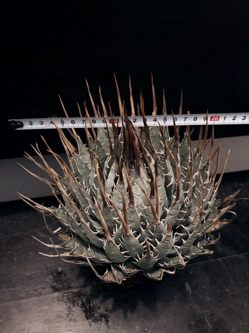 耐寒性アガベ エボリスピナ陽炎◇大株ドライガーデン多肉サボテン　チタノタ　ヤシ