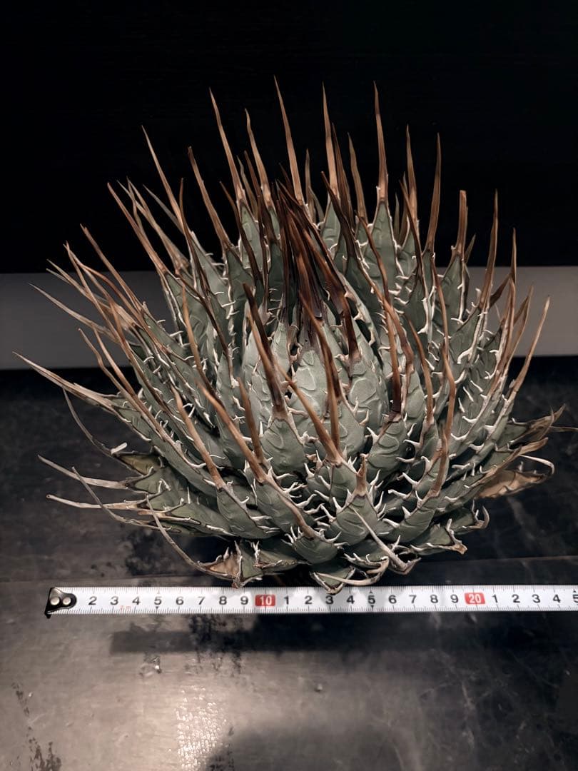 耐寒性アガベ エボリスピナ陽炎◇大株ドライガーデン多肉サボテン　チタノタ　ヤシ