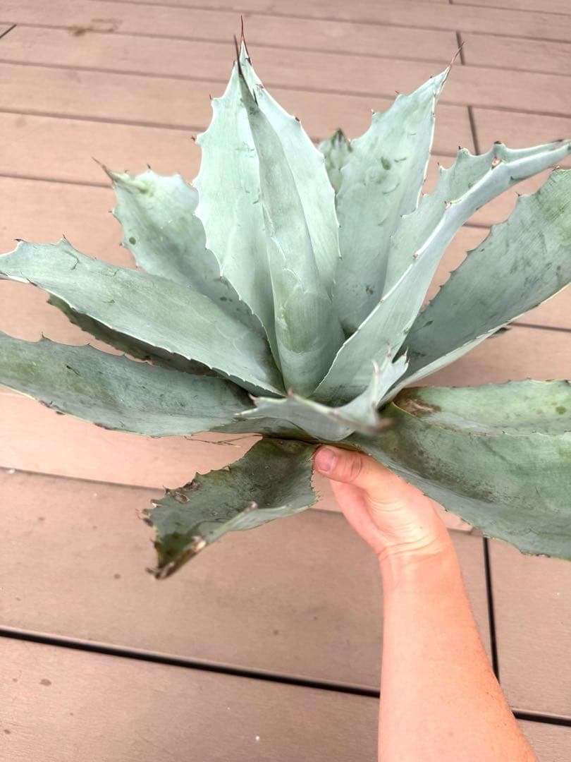 アガベ　オバティフォリア　フロスティブルー　大株　親株