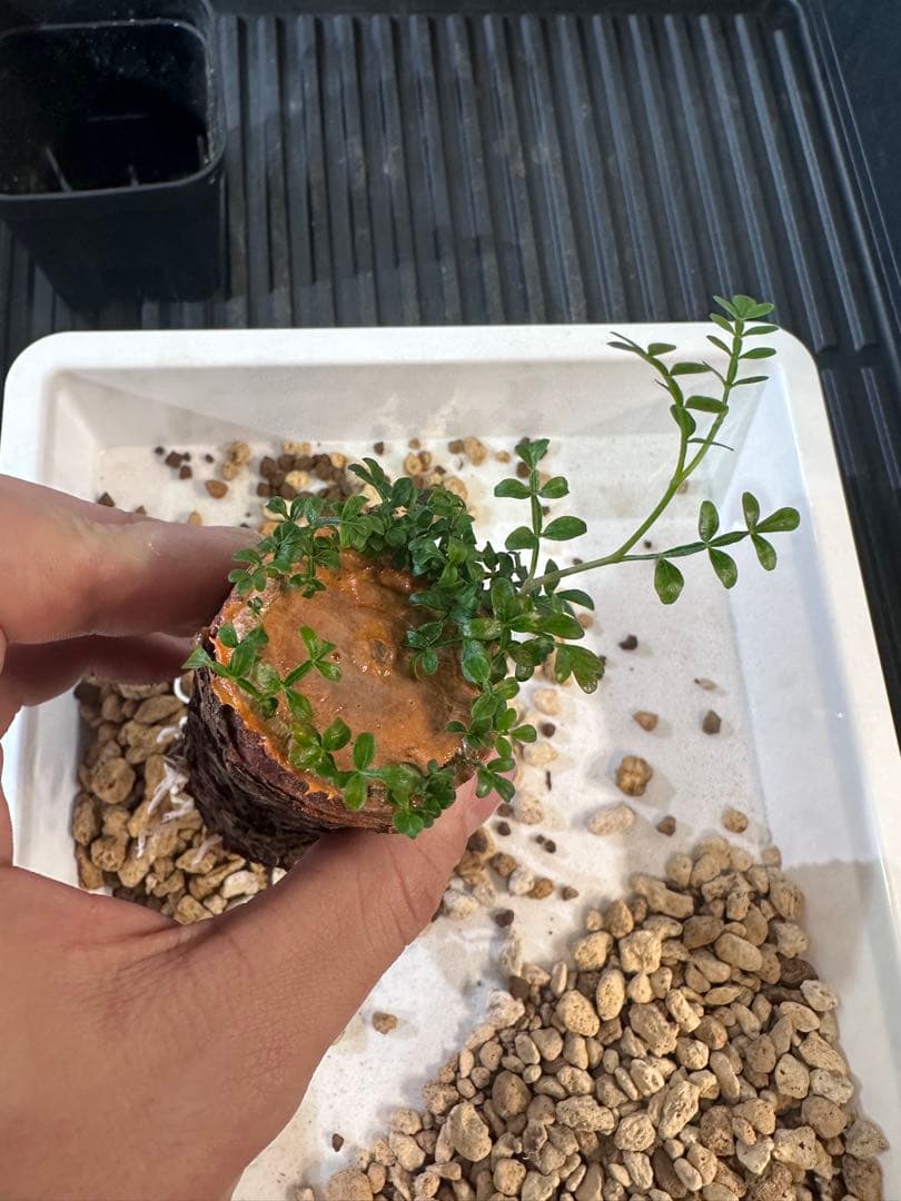 オペルクリカリア　パキプス　根差し　発根済み