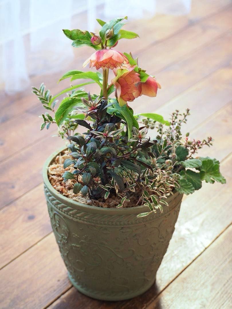 【お値引品】ウィンターシンフォニー寄せ植え