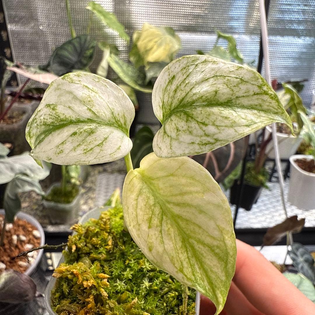 我*成様 極上 モンステラ デリシオーサ ミント