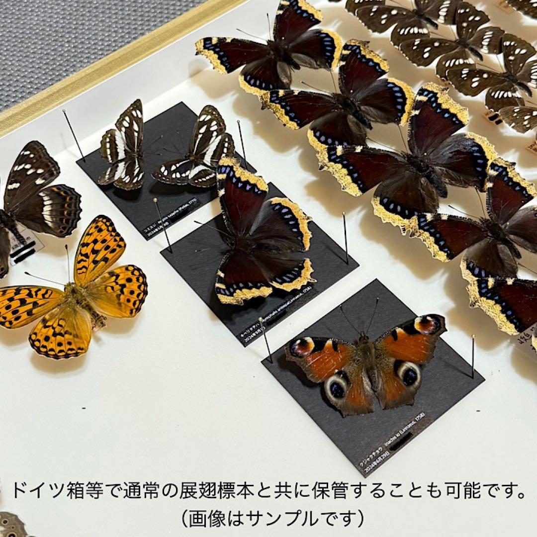 【立体標本】国産蝶　オオイチモンジ　ライブ標本