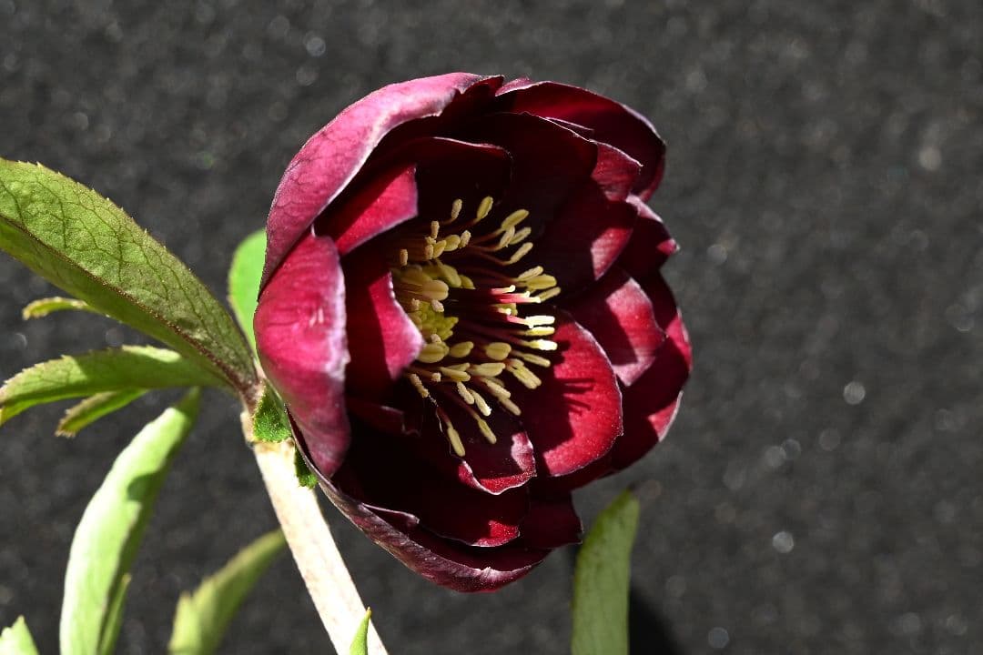 クリスマスローズ　最新花！ 認定キラメキ✩ディープレッド　加藤農園