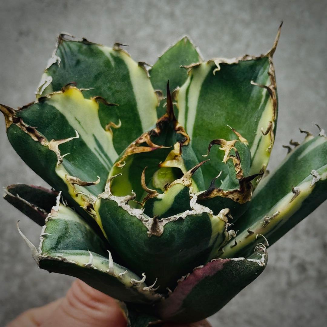 U*K様 多肉植物・アガベ・チタノタ・【特選】白鯨錦・希少株・斑入り・コレクショ