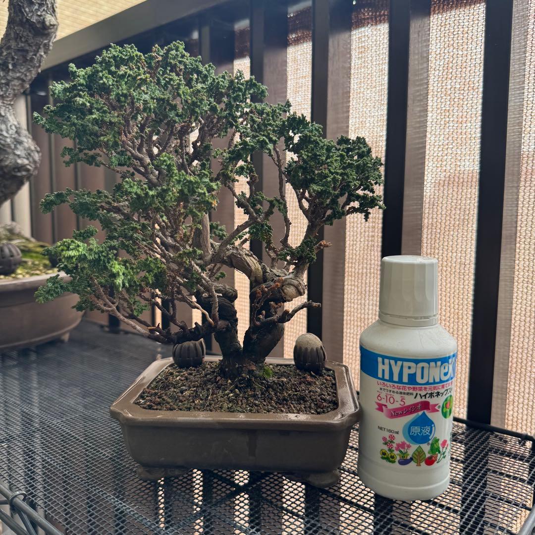 石化檜 石化ヒノキ 盆栽