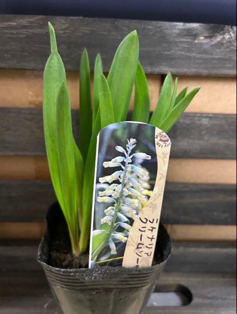 加藤農園 セミダブル 同梱可能