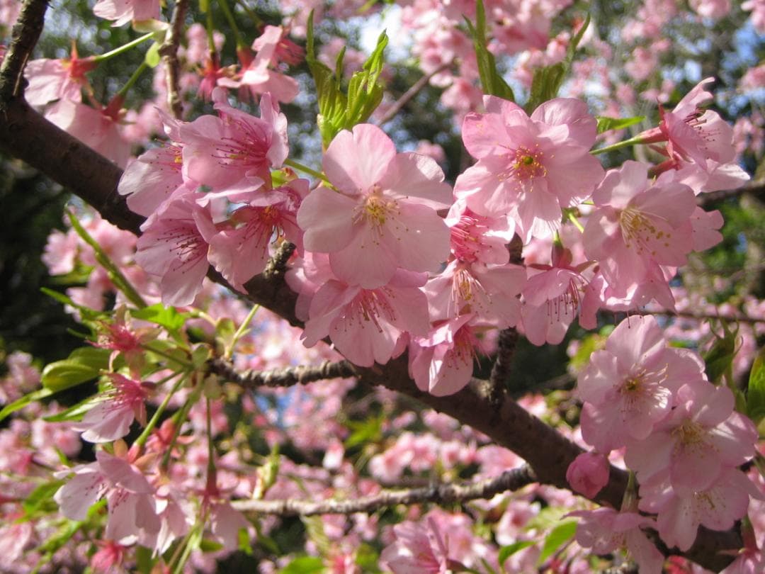 本日限定値引き　作例有 コンデジの優等生　キヤノン IXY DIGITAL 50