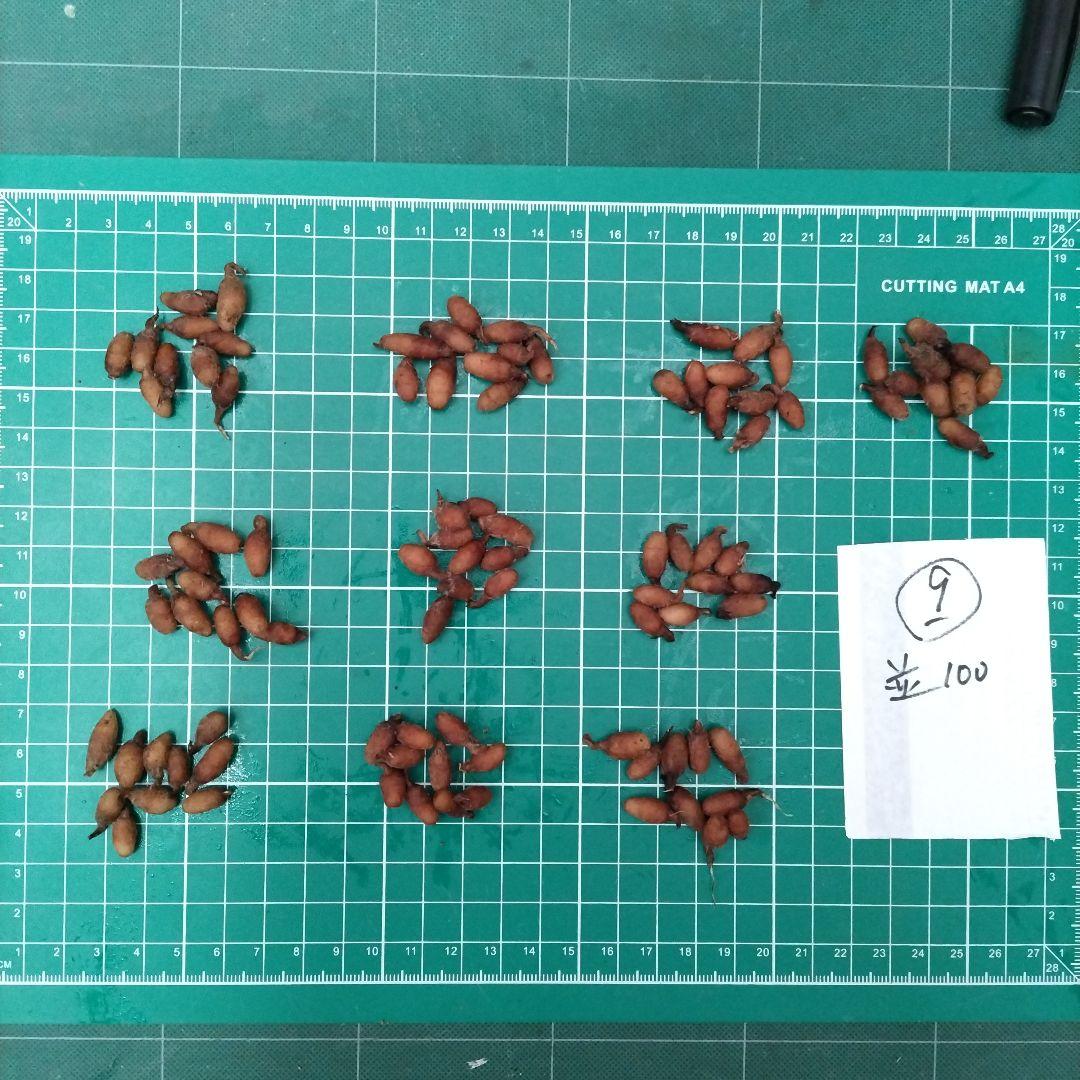 サギソウ　たび