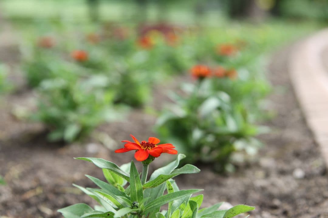 【美品】Canon EF24-105mm f/4L IS USM