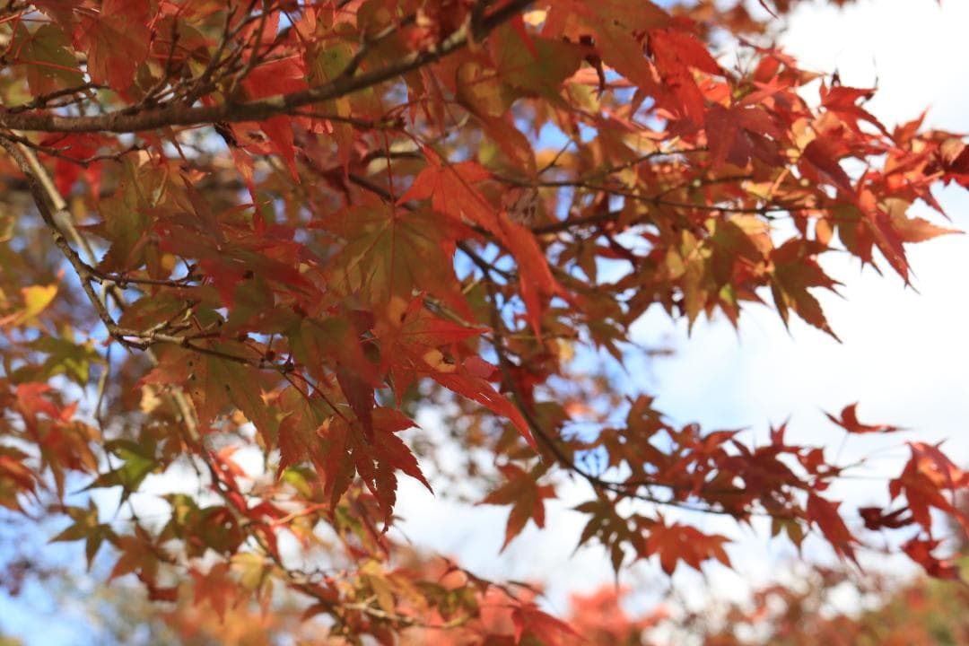 【ほぼ未使用】Canon EOS Kiss X10 ダブルズームセット付属品込