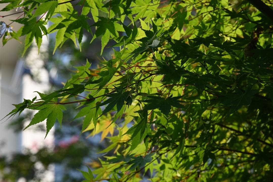 レンズ(単焦点) Nikon AF MICRO NIKKOR 105mm F2.8D