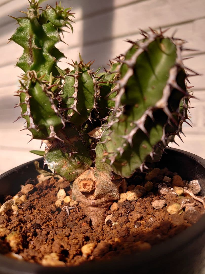 【さりお】ユーフォルビア ムランジーナ