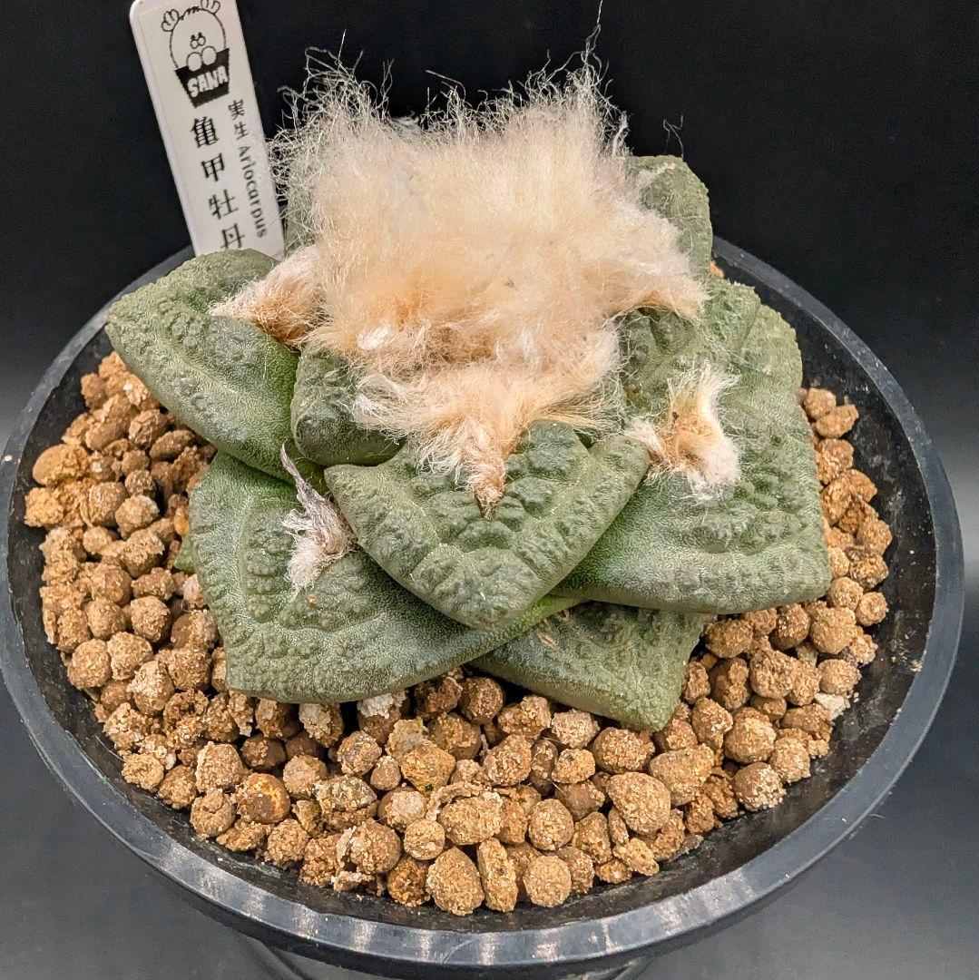 ね*こ様 亀甲牡丹(大疣タイプ) 実生 鉢植えメルカリ便送料込み